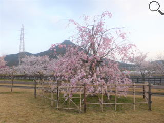 さくら緑地の満開の枝垂れ桜と三上山